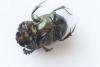 Onthophagus vacca